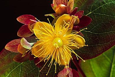 《幽灵诡计：幻影侦探》新老版本BGM对比视频